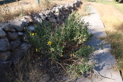 Encelia canescens