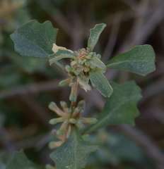Atriplex leptocarpa