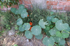 Tropaeolum majus