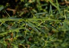 Sclerolaena muricata muricata