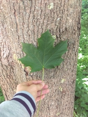 Acer platanoides