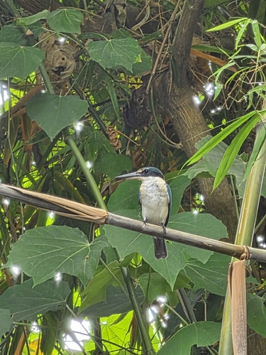 Todiramphus chloris observed 2026-10-29
