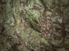 Sorolopha delochlora