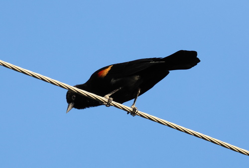 Agelaius phoeniceus observed 2026-10-28