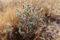 Johnstonella parviflora