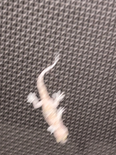 Gekko observed 2026-10-28