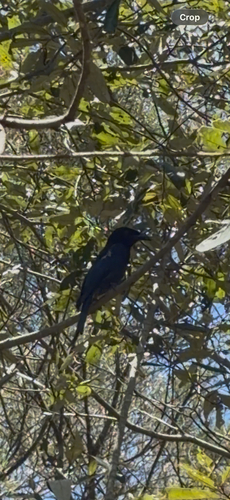 Spangled Drongo