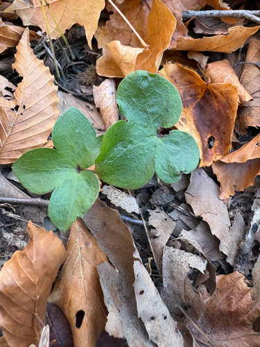 Hepaticae observed 2026-10-28