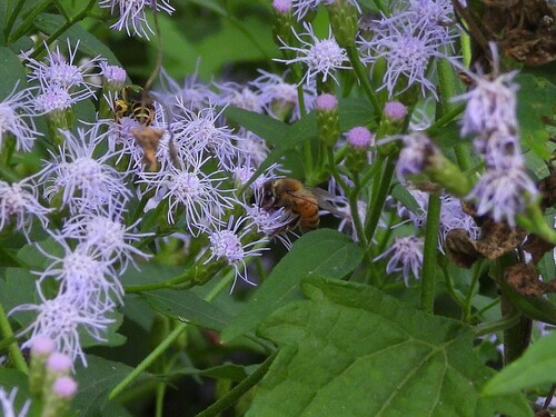 Apis mellifera photograph by the iNaturalist community