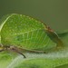 Tortistilus inermis - Photo (c) Vitaly Charny, algunos derechos reservados (CC BY-NC), subido por Vitaly Charny