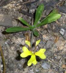 Goodenia heteromera