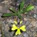 Goodenia heteromera - Photo (c) Russell Best, some rights reserved (CC BY), uploaded by Russell Best