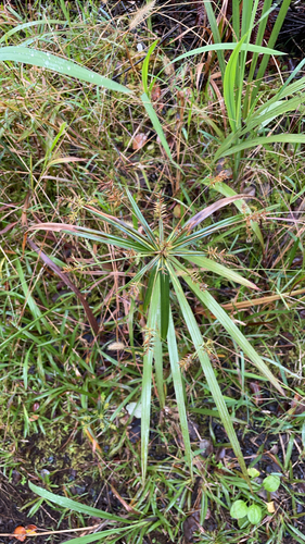 Cyperus meyenianus observed 2026-10-28