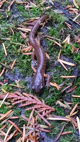 Ensatina eschscholtzii observed 2026-10-28