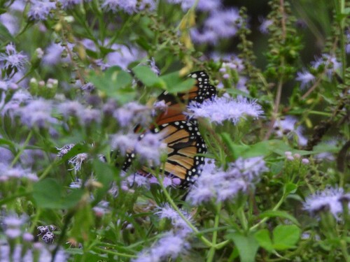 Danaus plexippus photograph by the iNaturalist community