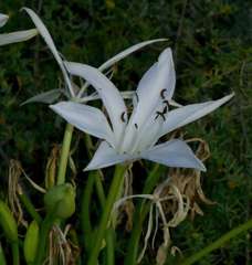 Crinum flaccidum