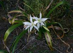 Crinum flaccidum