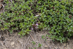 Thymus sibiricus