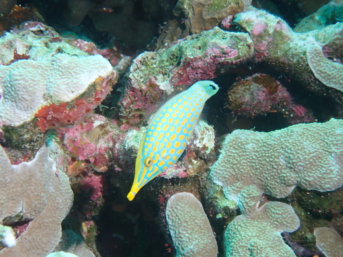 Oxymonacanthus longirostris observed 2026-10-16