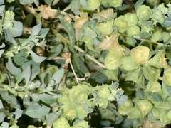 Atriplex lindleyi lindleyi
