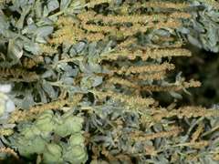 Atriplex vesicaria macrocystidia