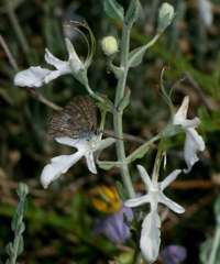 Theclinesthes serpentata serpentata