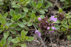 Thymus sibiricus