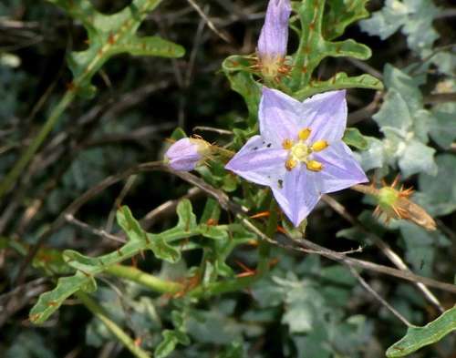 Image of Solanum lacunarium by (c) Russell Best, some rights reserved (CC BY)
