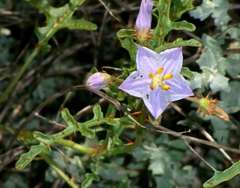 Solanum lacunarium