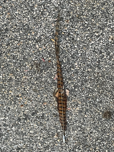 Phasianus colchicus observed 2026-10-28