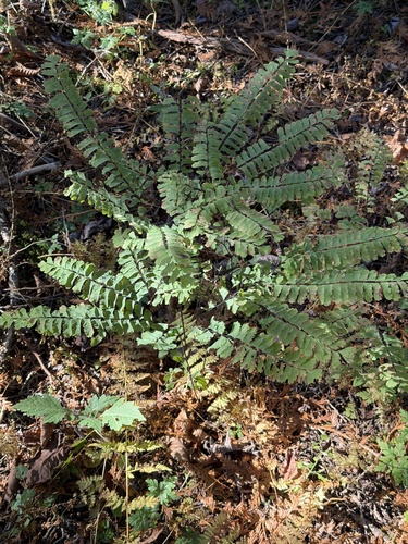 Adiantum observed 2026-10-28