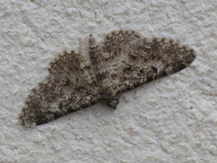 Eupithecia dodoneata