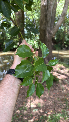 Cinnamomum camphora observed 2026-10-29