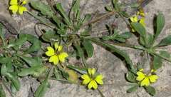 Goodenia heteromera