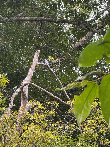 Dicrurus leucophaeus observed 2026-10-29