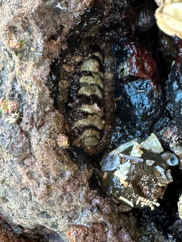 Chiton observed 2026-10-28