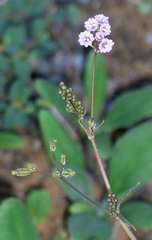 Boerhavia dominii
