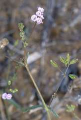 Boerhavia dominii