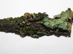 Melanohalea septentrionalis