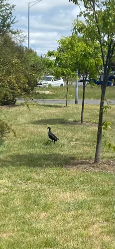 Porphyrio porphyrio observed 2026-10-29