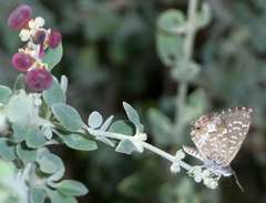 Theclinesthes serpentata serpentata