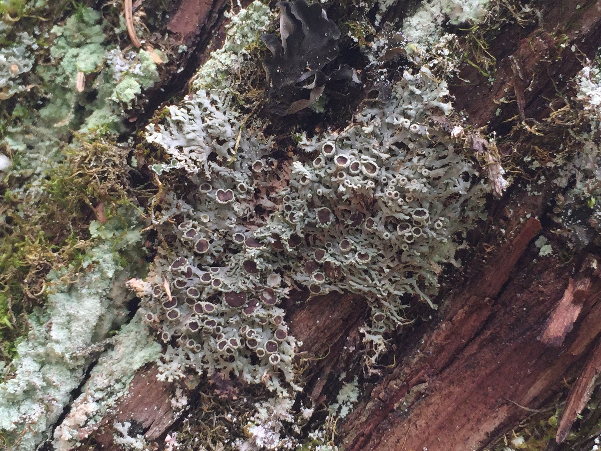 Anaptychia palmulata image