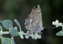 Theclinesthes serpentata serpentata
