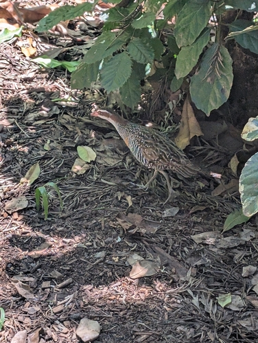 Gallirallus philippensis observed 2026-10-29