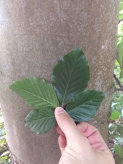 Fagus sylvatica