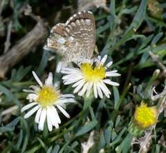 Minuria cunninghamii