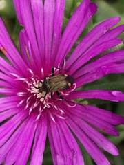 Closterotomus cinctipes