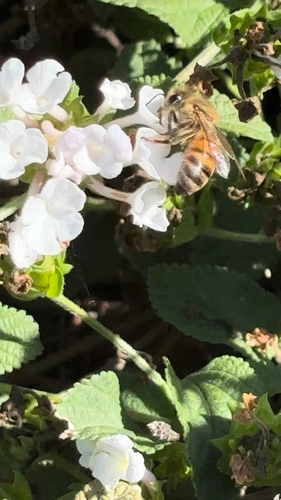 Apis mellifera photograph by the iNaturalist community