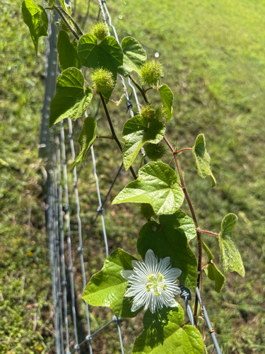 Passiflora foetida observed 2026-10-29