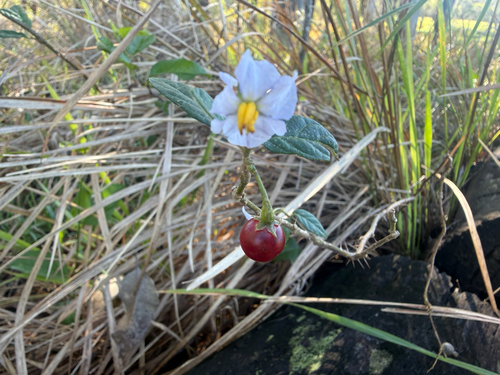 Solanum observed 2026-10-29